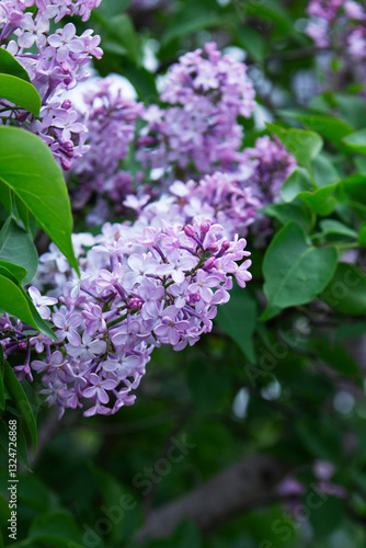 Obraz na płótnie Branches of blooming lilacs in a spring park, selective focus. w salonie