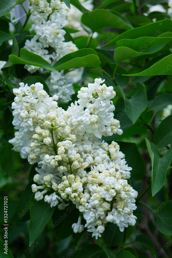Branches of blooming lilacs in a spring park, selective focus.