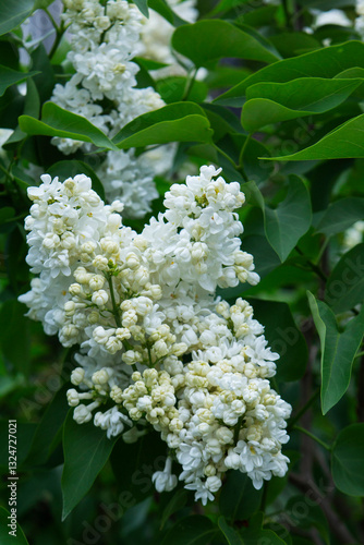 Obraz na płótnie Branches of blooming lilacs in a spring park, selective focus. w salonie
