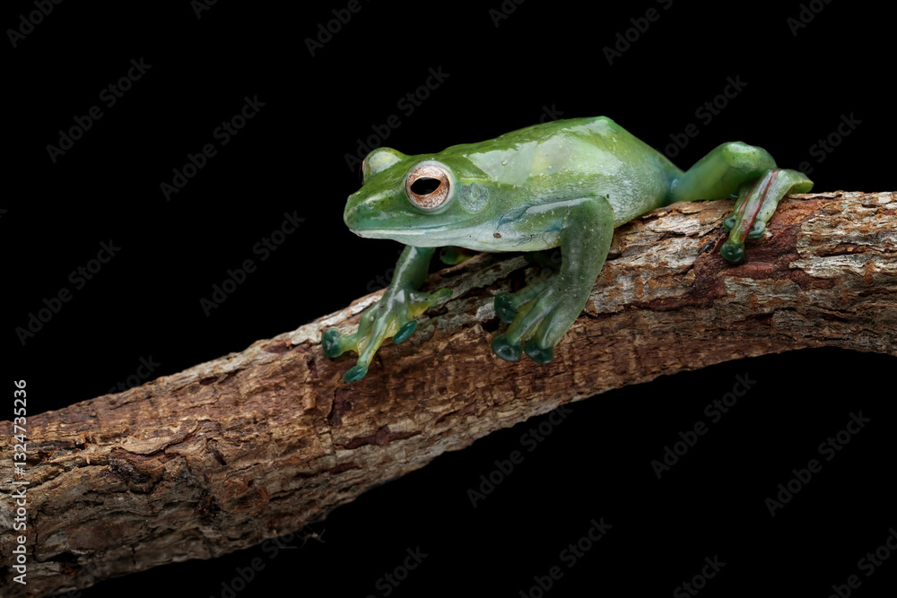 Rhacophorus dulitensis on wood, Jade tree frog isolated on black