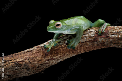 Obraz na płótnie Rhacophorus dulitensis on wood, Jade tree frog isolated on black w salonie