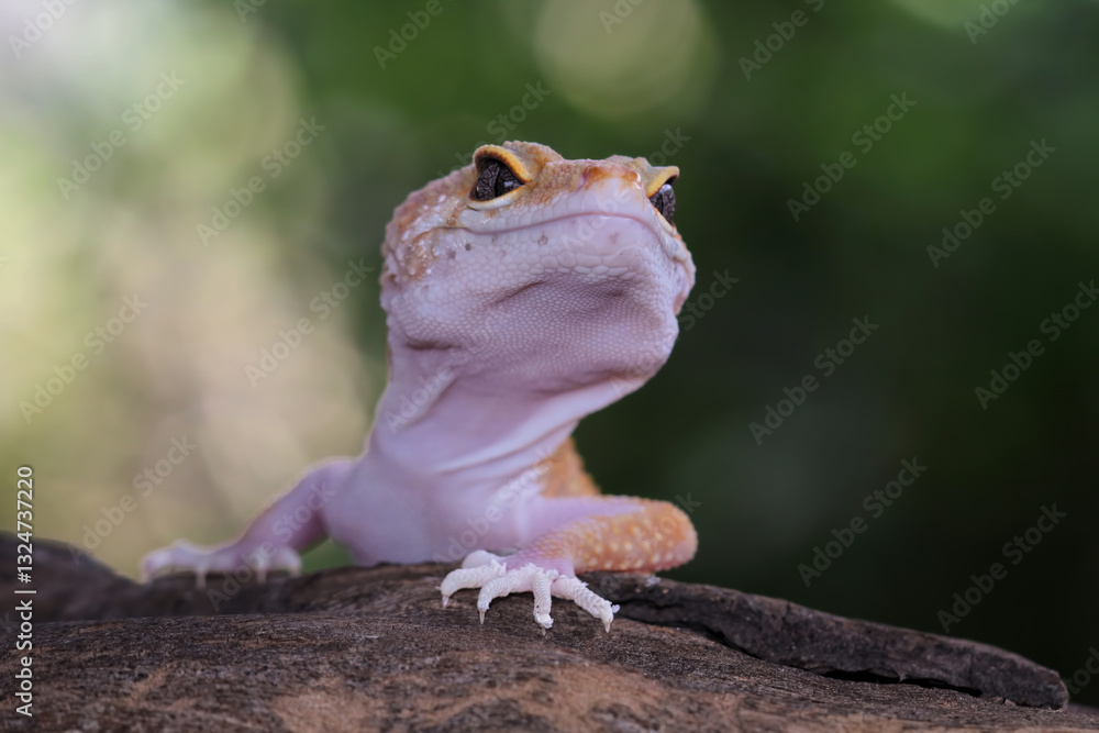 Close-up of leopard gecko lizard, fat-tailed gecko sitting on wood, Eublepharis macularius