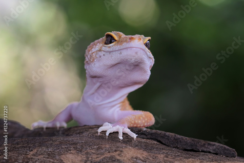 Obraz na płótnie Close-up of leopard gecko lizard, fat-tailed gecko sitting on wood, Eublepharis macularius w salonie