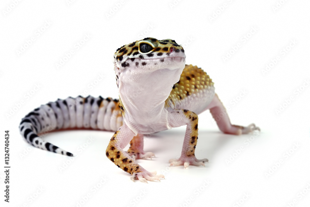 Fat-tailed geckos isolated on white background, leopard gecko lizard, eublepharis macularius