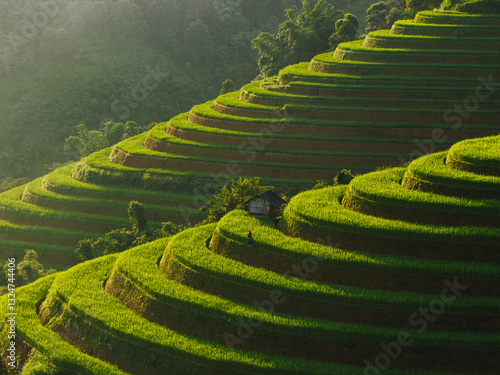 Aerial view of terraced rice field in Mu Cang Chai Vietnam. Nature agriculture background