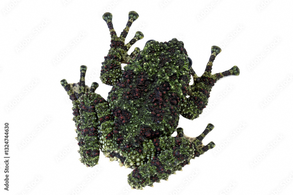 Mossy frog isolated on white, theloderma corticale, vietnamese mossy frog