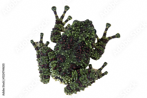 Obraz na płótnie Mossy frog isolated on white, theloderma corticale, vietnamese mossy frog w salonie