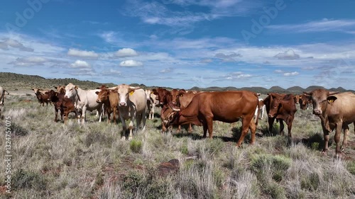 cows in the field