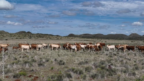 Afrikaner Cows In South Africa 