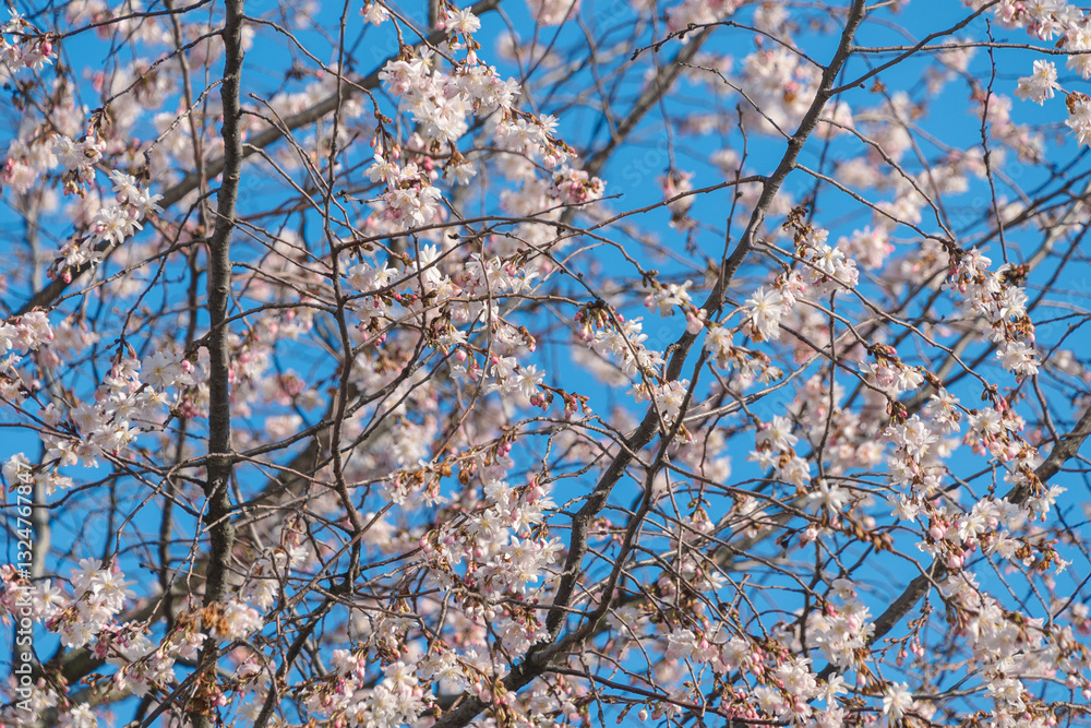 Prunus subhirtella, the winter-flowering cherry, spring cherry. Beautiful pink spring flowers. Prunus subhirtella, the winter-flowering cherry, spring cherry. Beautiful pink spring flowers.