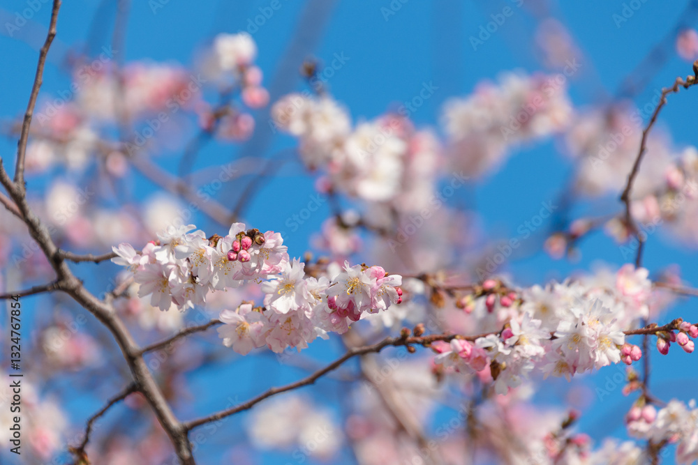 Prunus subhirtella, the winter-flowering cherry, spring cherry. Beautiful pink spring flowers. Prunus subhirtella, the winter-flowering cherry, spring cherry. Beautiful pink spring flowers.