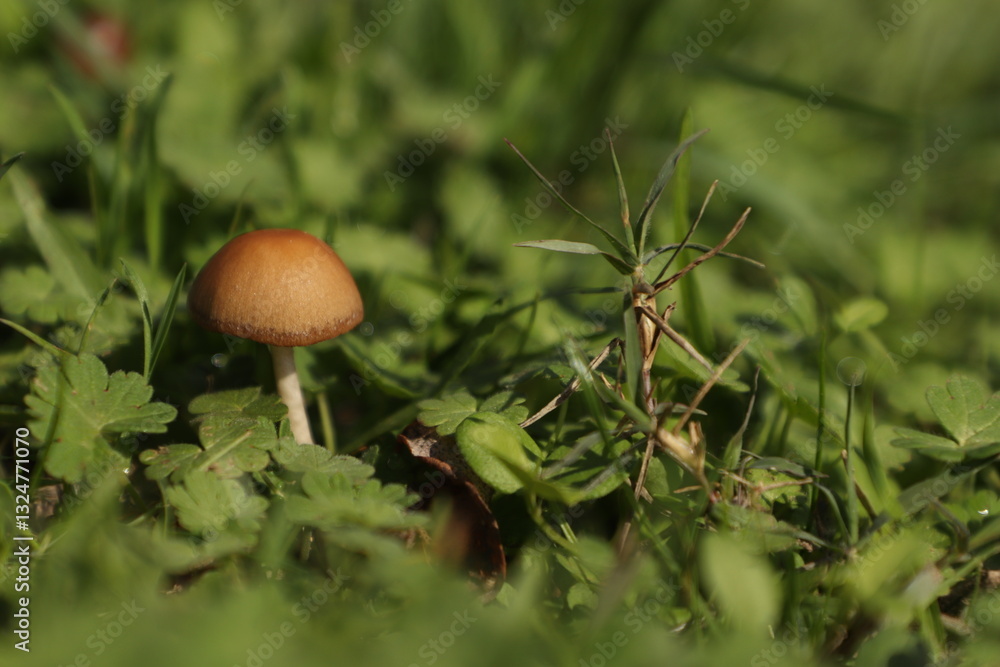 Fototapeta premium mushroom in the forest