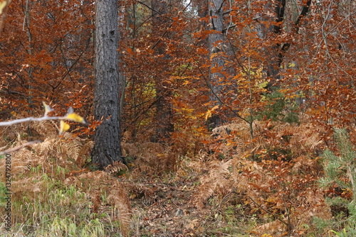 autumn in the forest