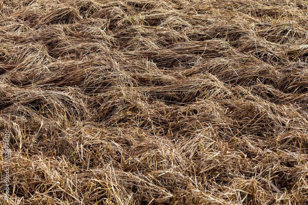 Dried yellow grass forming bumps, resembling sand dunes or waves, perfect for textured backgrounds Dried yellow grass forming bumps, resembling sand dunes or waves, perfect for textured backgrounds