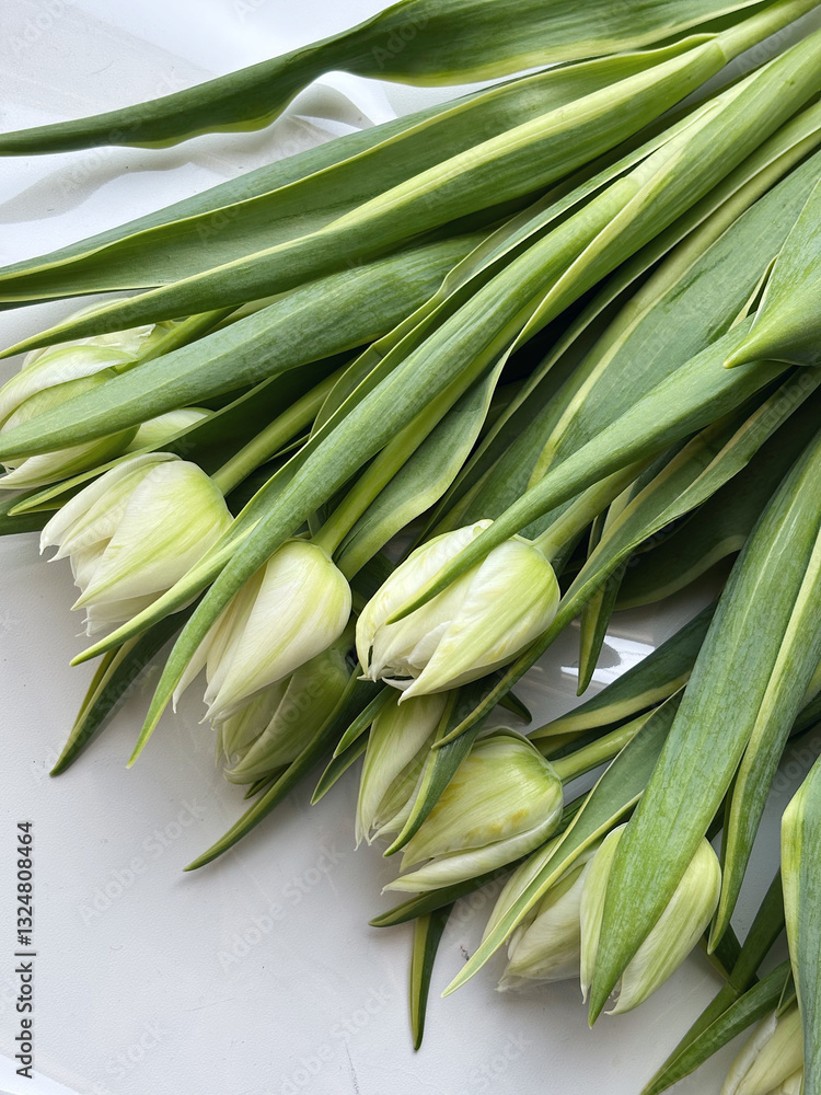 Fototapeta premium Bouquet of white delicate tulips on a light background, top view, space for text. Greeting card, banner 