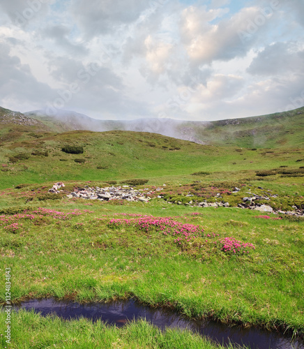 Rhododendron flowers in summer mountain