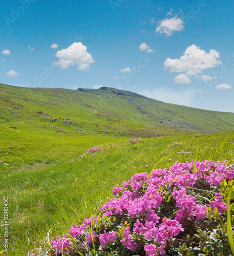 Obraz na płótnie Rhododendron flowers in summer mountain w salonie