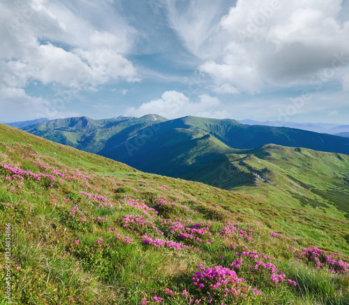 Obraz na płótnie Rhododendron flowers in summer mountain w salonie