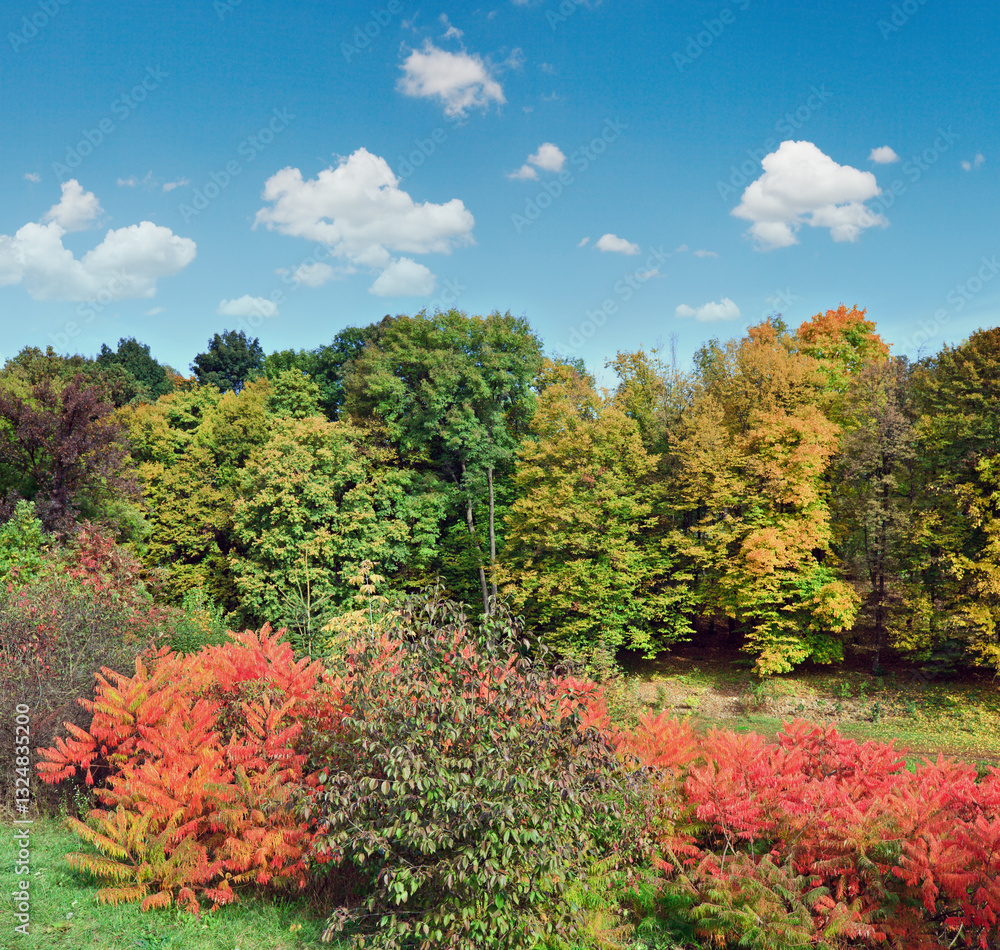 Colorful red-yellow bush in autumn city park Colorful red-yellow bush in autumn city park