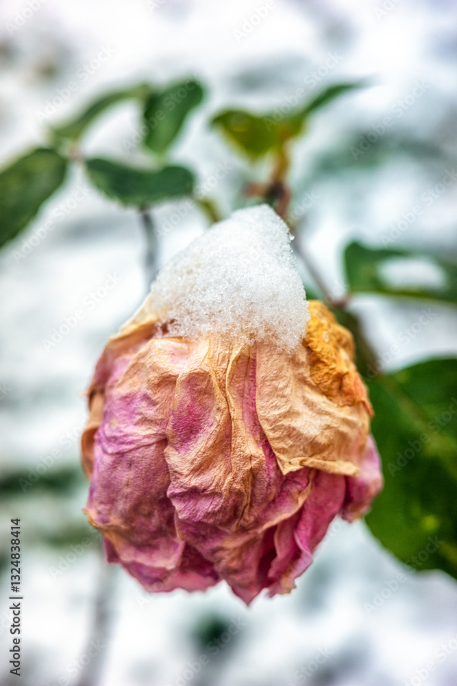 Withered pink rose covered by snow. Cold in spring