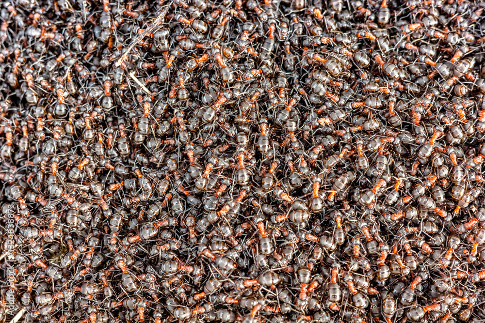 Many big ants in anthill at forest