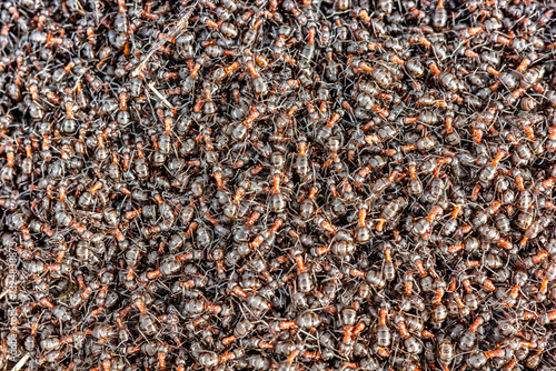 Obraz na płótnie Many big ants in anthill at forest w salonie