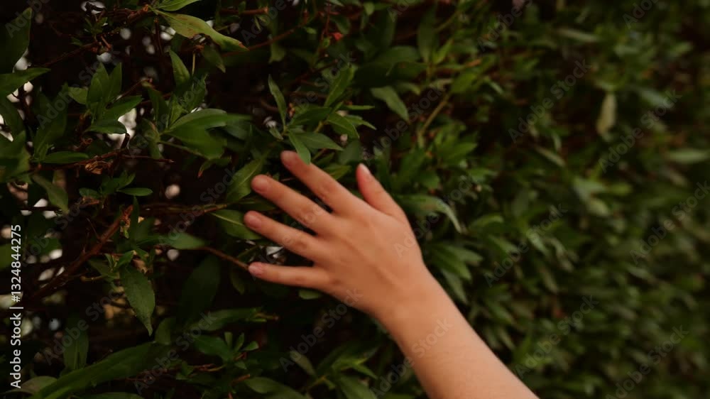 Exploring Nature A Gentle Hand Touching Lush Green Leaves in a Calm Environment Outside Exploring Nature A Gentle Hand Touching Lush Green Leaves in a Calm Environment Outside