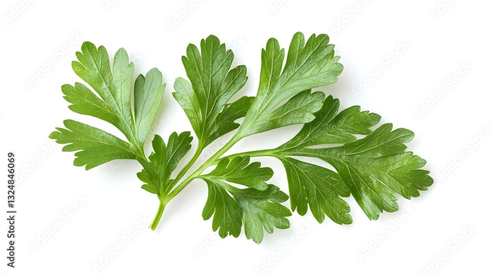 Parsley leaf isolated on white background