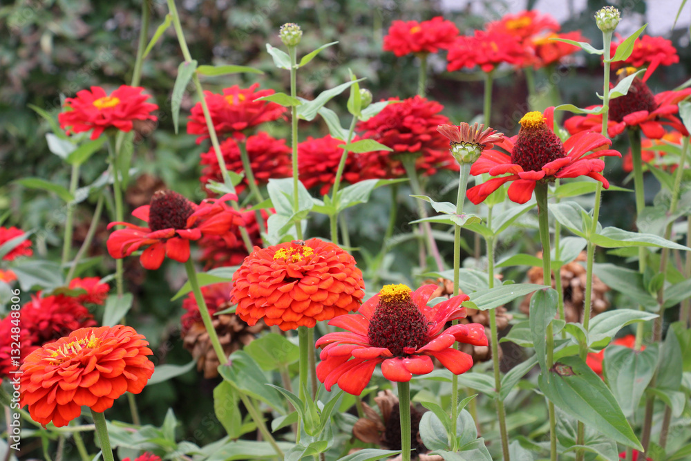 Zinnias (Majors) are blooming in a flower bed in the garden Zinnias (Majors) are blooming in a flower bed in the garden