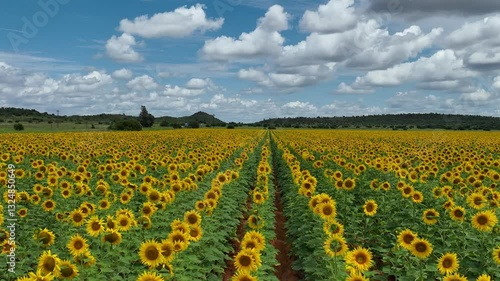 Sunflower farm in South Africa