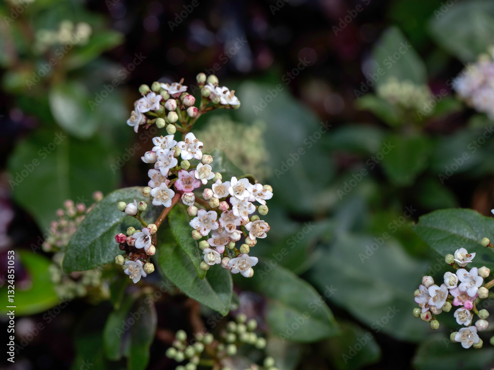 Closeup of flowers of laurustinus (Viburnum tinus) in a garden in late winter Closeup of flowers of laurustinus (Viburnum tinus) in a garden in late winter