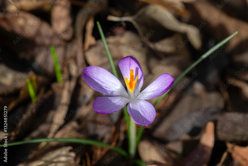Closeup of a single flower of Crocus (Unknown Variety) in a garden in late winter