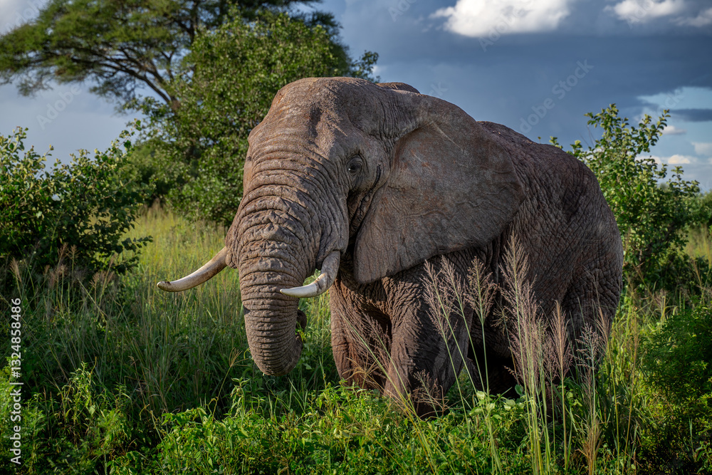Obraz premium Ein einsamer Elefantenbulle mit großen Stoßzähnen streift durch die dichte Graslandschaft des Tarangire Nationalpark in Tansania Afrika und zupft mit seinem Rüssel Gras