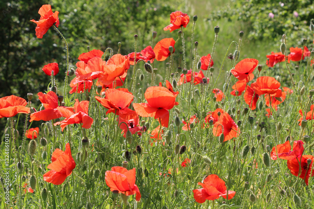 Obraz premium Flowering wild poppy (Papaver rhoeas)