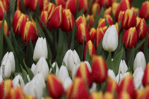 field of tulips