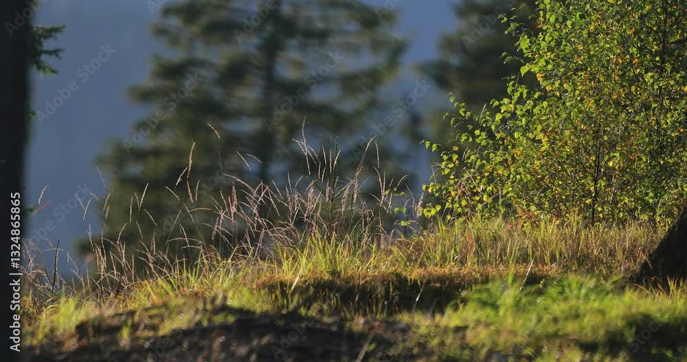 The grass in a mountain meadow is moved by the wind and the sunset light illuminates the meadow in the spruce forest. The grass in a mountain meadow is moved by the wind and the sunset light illuminates the meadow in the spruce forest.