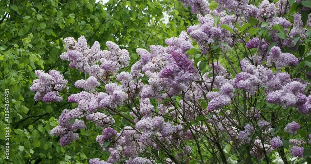 Syringa vulgaris - Common lilac, ornamental shrub with showy clusters of pinkish-purple flowers in panicles, swinging slightly at the top of branches clothed of green leaves, heart-shaped Syringa vulgaris - Common lilac, ornamental shrub with showy clusters of pinkish-purple flowers in panicles, swinging slightly at the top of branches clothed of green leaves, heart-shaped