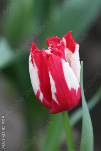 red tulip closeup