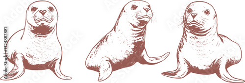 Set of hand-drawn vector sea lion