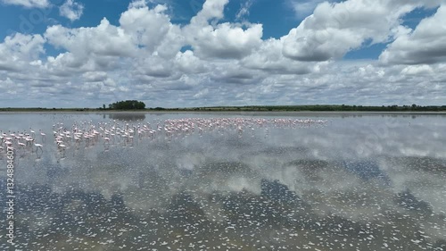 Flamingos Flying over wetlands in South Africa