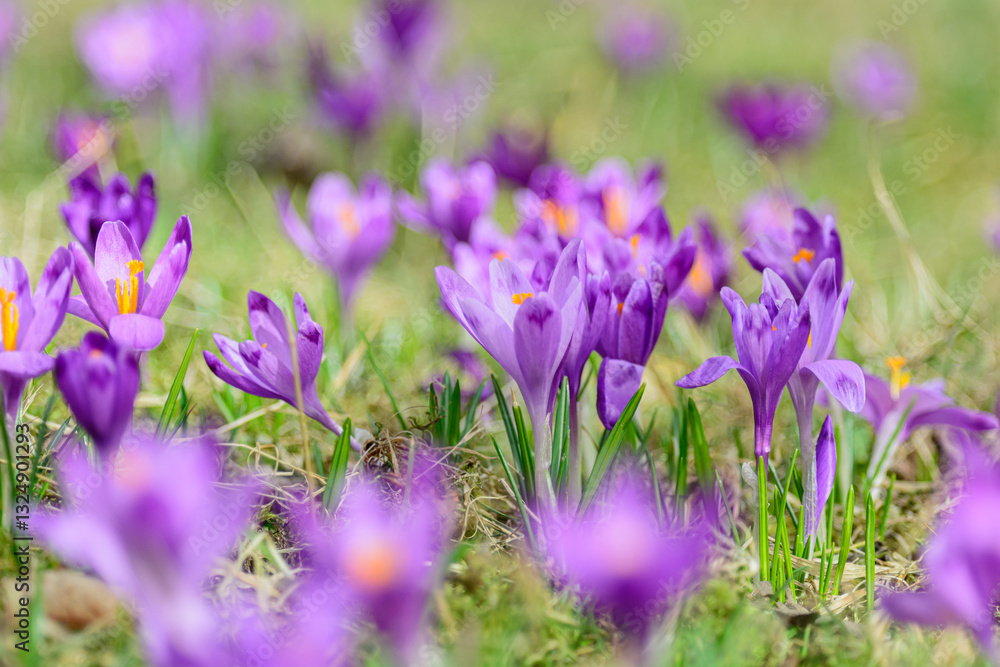 Crocus blossoms on grass. Spring flowers background Crocus blossoms on grass. Spring flowers background