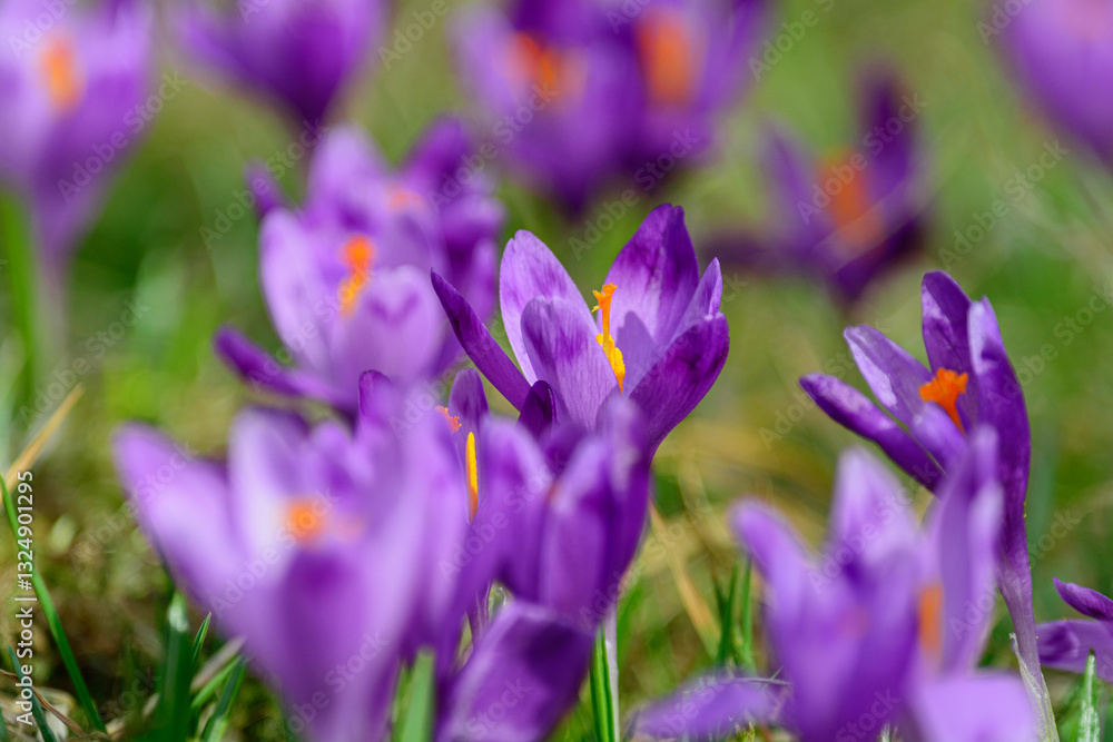 Crocus blossoms on grass. Spring flowers background Crocus blossoms on grass. Spring flowers background