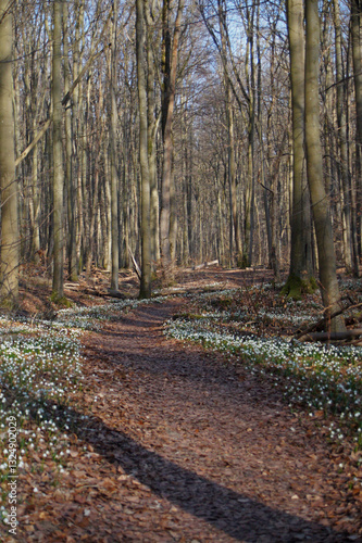 Märzenbecher am Naturpfad Thiemsburg