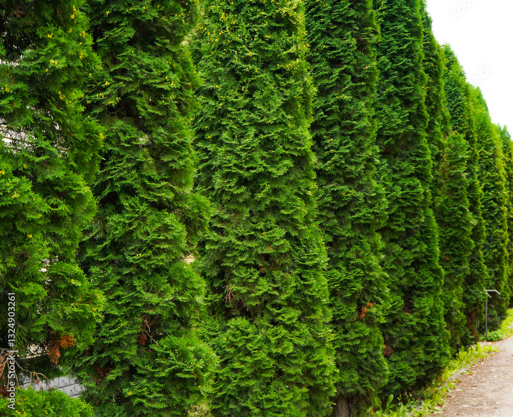The texture of thuja branches is smooth and fragrant, featuring dense clusters of small, scale-like green leaves. The texture of thuja branches is smooth and fragrant, featuring dense clusters of small, scale-like green leaves.