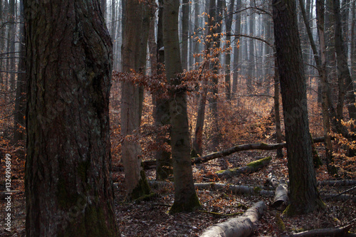 Wilder Wald im Nationalpark Hainich