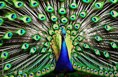 The peacock has spread its tail. The bird has beautiful plumage.