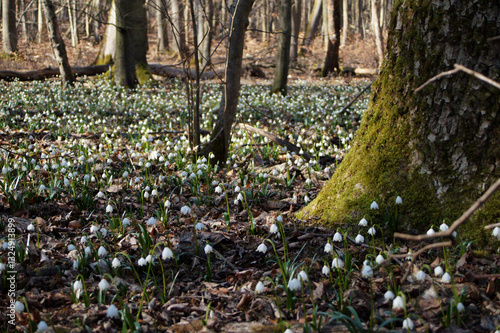 Märzenbecher am Naturpfad Thiemsburg