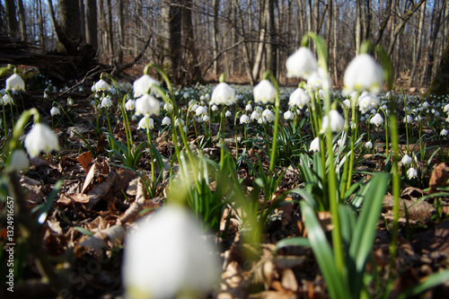 Märzenbecher am Naturpfad Thiemsburg