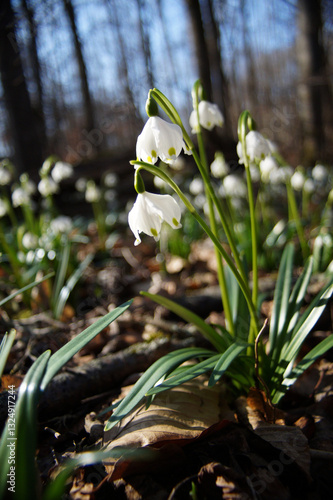 Märzenbecher am Naturpfad Thiemsburg