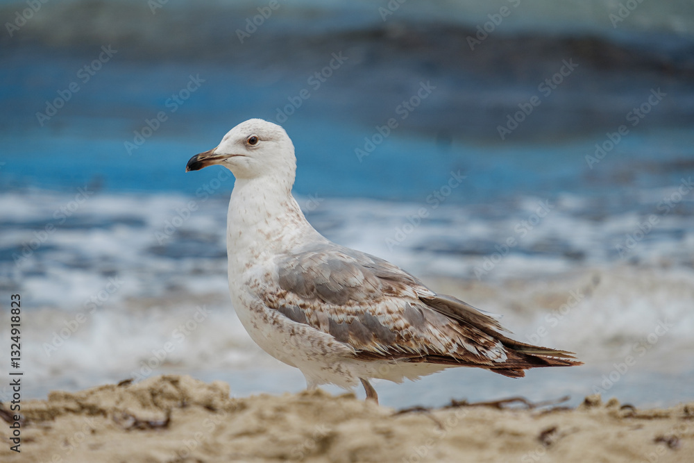 A Audouin's gull at the beach. A Audouin's gull at the beach.